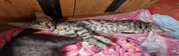 Mixed Breed cats for sale: Beautiful 3/4 Bengal, 1/4 Siamese kittens  - Advert 15