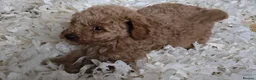 Miniature Poodle dogs for sale: Fox Red miniature poodle puppies  - Advert 10
