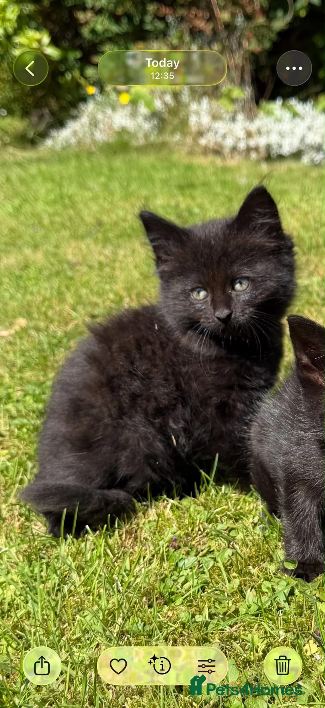 Mixed Breed cats for sale: Kittens  in Glenrothes - Advert 11