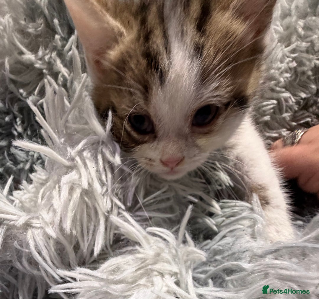 Persian cats for sale: Chinchilla persian cross kittens - Advert 8