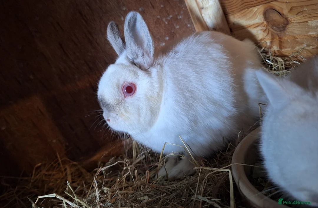 Netherland Dwarf rabbits for sale: Beautiful Netherland dwarf rabbit  in Corby - Advert 6