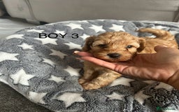 Cockapoo dogs for sale: Beautiful litter of tiny chunky Cockapoo puppies  - Image 14