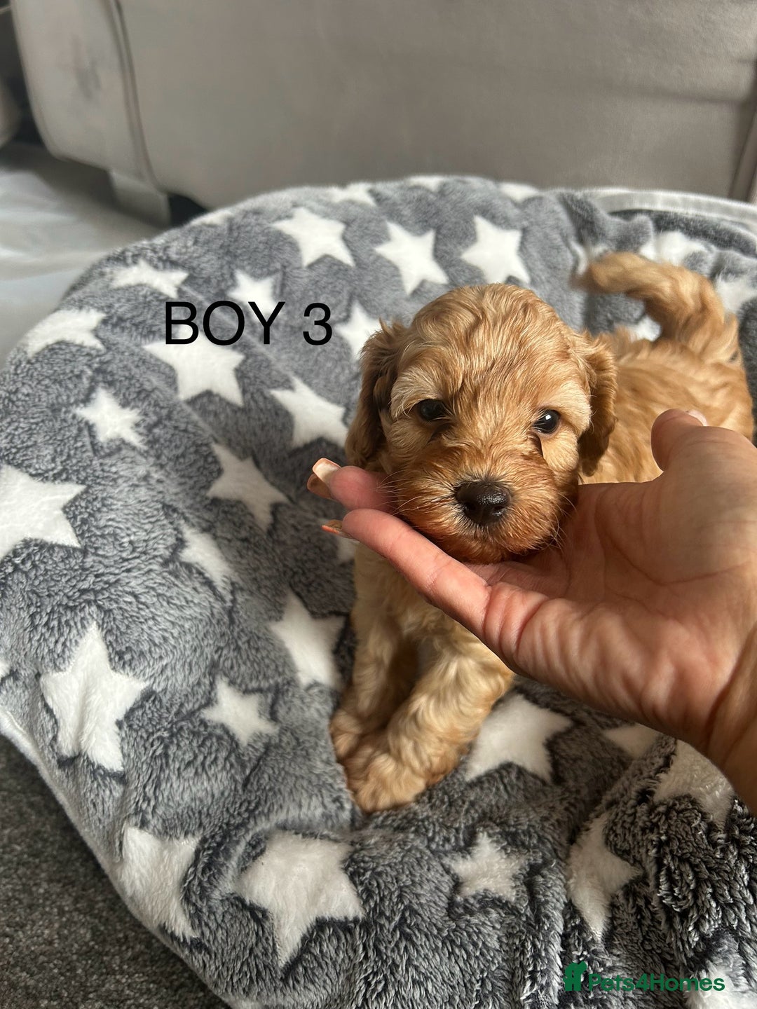 Cockapoo dogs for sale: Beautiful litter of tiny chunky Cockapoo puppies  - Image 14