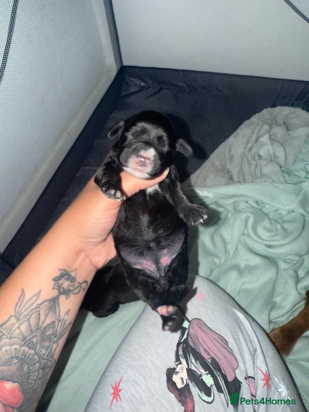 Cocker Spaniel dogs for sale: Cocker spaniel pups - Image 5