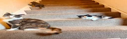 Persian cats for sale: Mix Persian Kittens Ready 2 Collect! - Advert 11