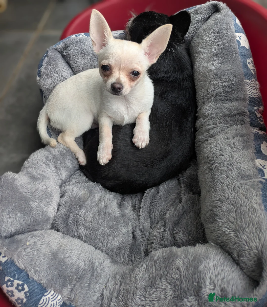 Chihuahua dogs for sale: ONE small toy pedigree Chihuahua - Advert 4