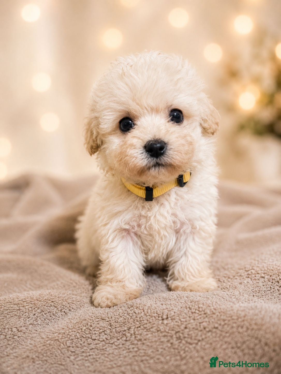 Maltipoo dogs Tiny Maltipoo puppies Korean lines - Advert 1