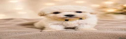 Maltipoo dogs for sale: Maltipoo puppies health tested parents  - Advert 9