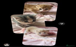 Scottish Fold cats for sale: Scottish fold - Image 3