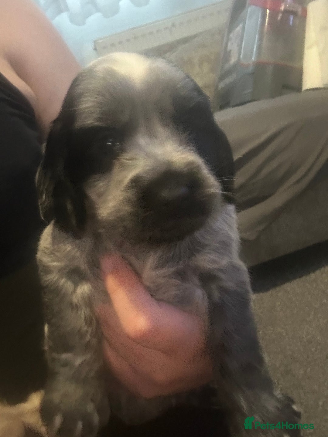 Cocker Spaniel dogs for sale: 🔥 rare coloured show type cocker spaniels  - Image 26