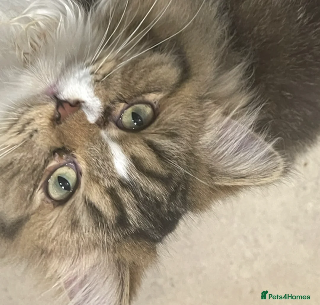 Persian cats for sale: persian kittens and mum - Advert 6