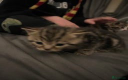 British Shorthair cats for sale: 4 Beautiful British Shorthair cross Kittens  - Image 11