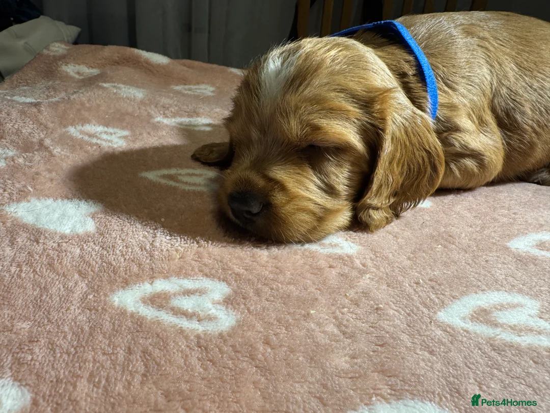 Cocker Spaniel dogs for sale: Adorable cocker spaniel puppies - Advert 17