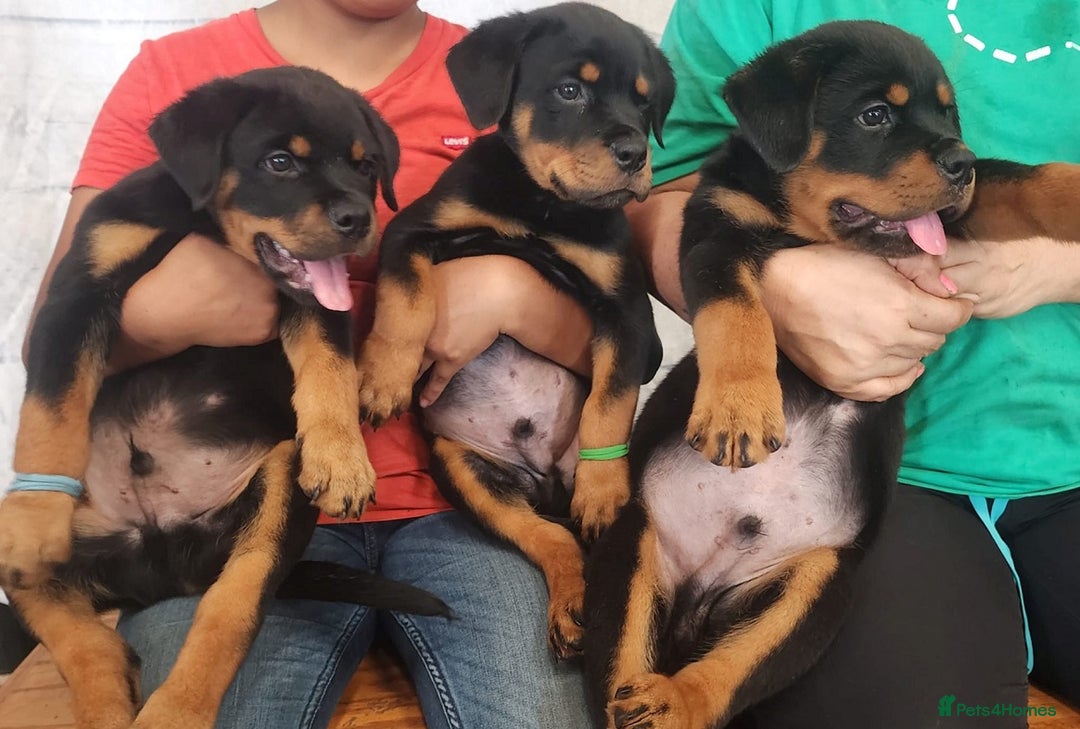 Rottweiler dogs for sale: Beautiful Rottweiler Puppies For Sale 🐾🖤 - Image 6