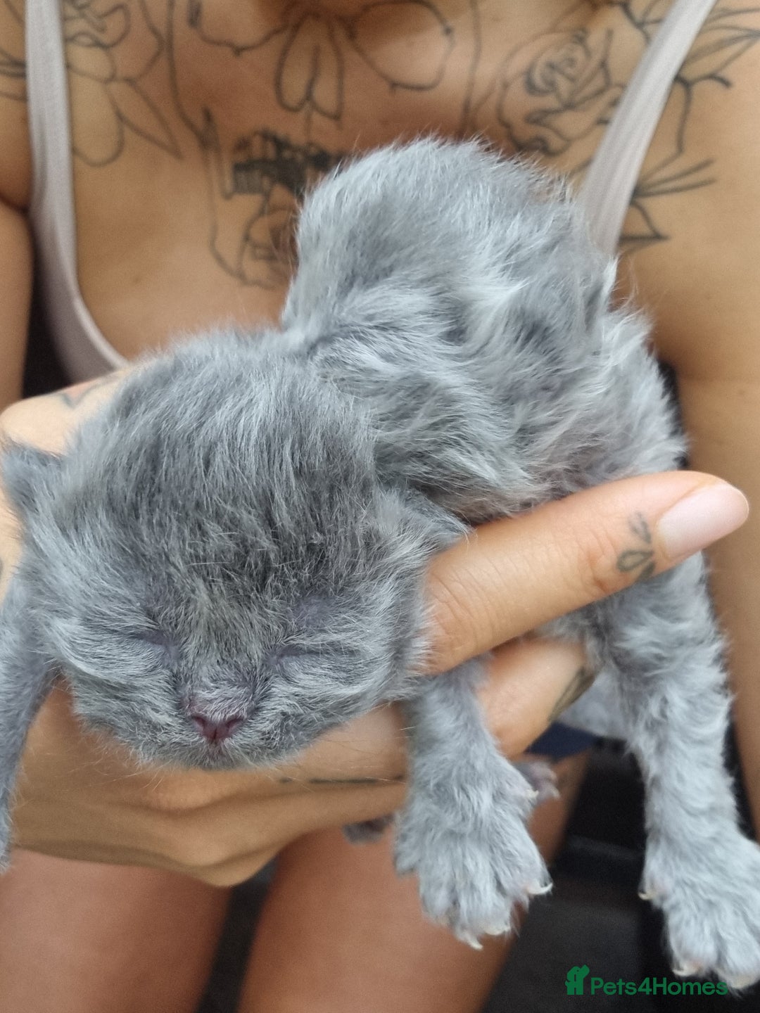 Persian cats for sale: Beautiful grey persian kittens - Image 11