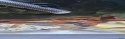 Plecos fish for sale: Baby bristlenose plecos in Llandudno - Advert 2