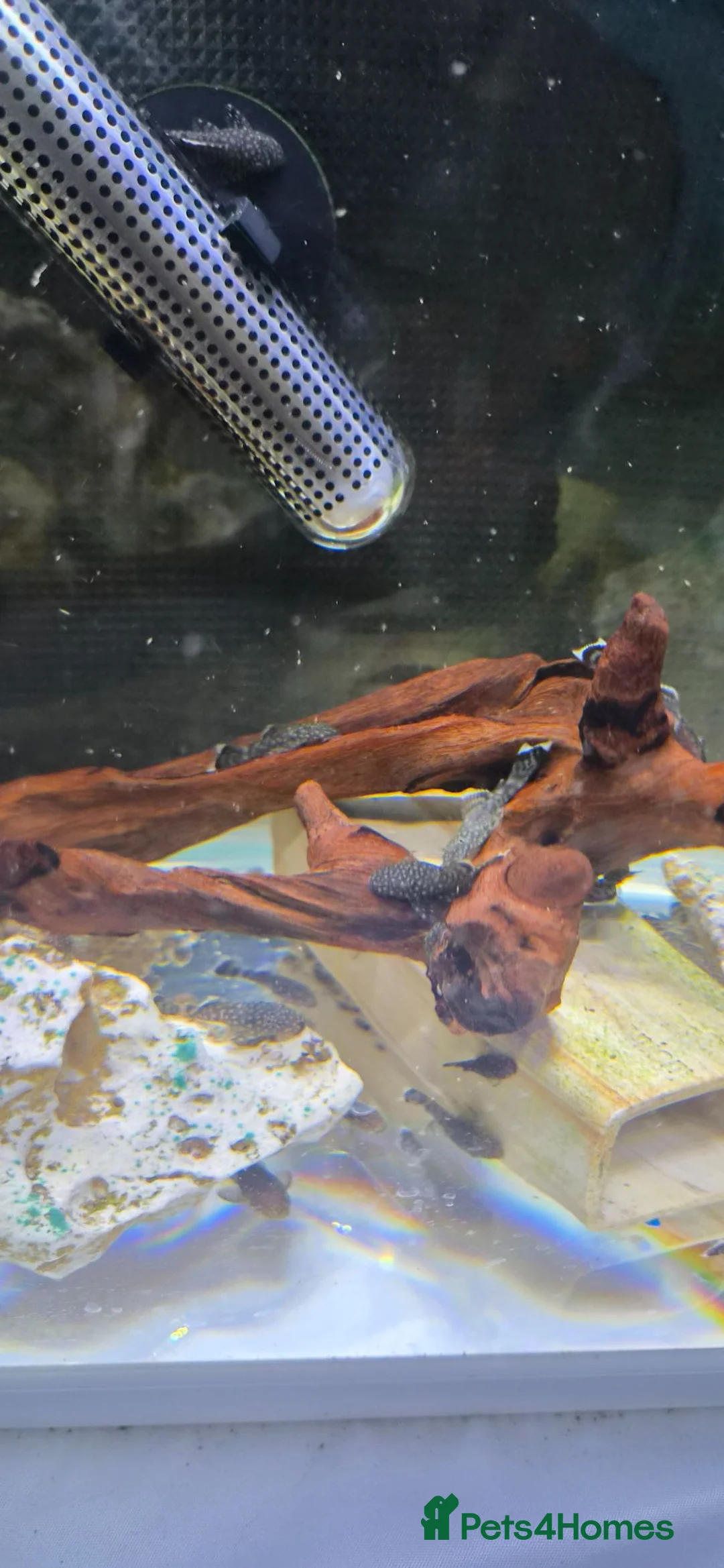 Plecos fish for sale: Baby bristlenose plecos in Llandudno - Advert 2