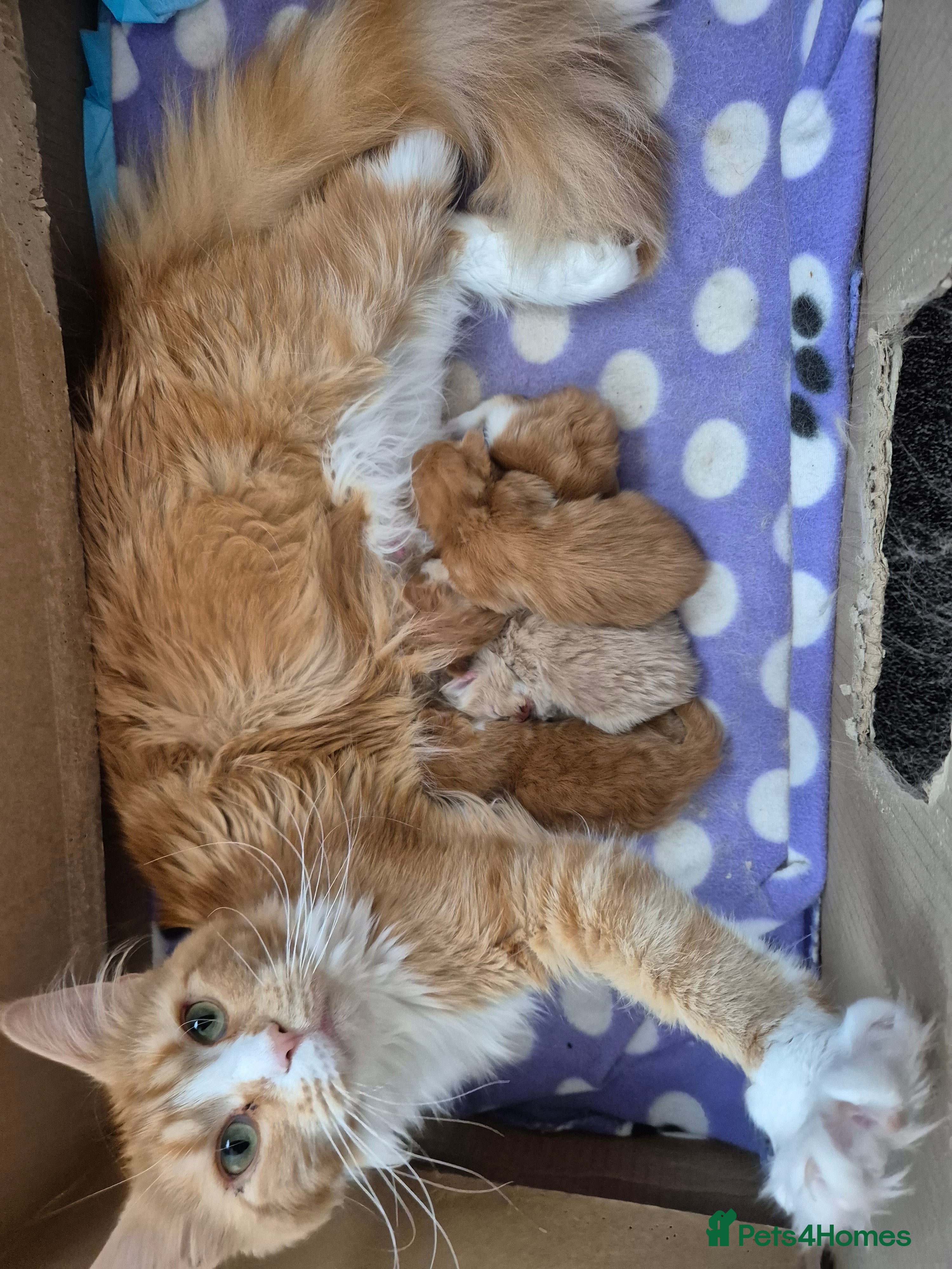 Maine Coon cats Maine coon female  - Advert 8