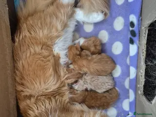 Maine Coon cats Maine coon female - Advert 8