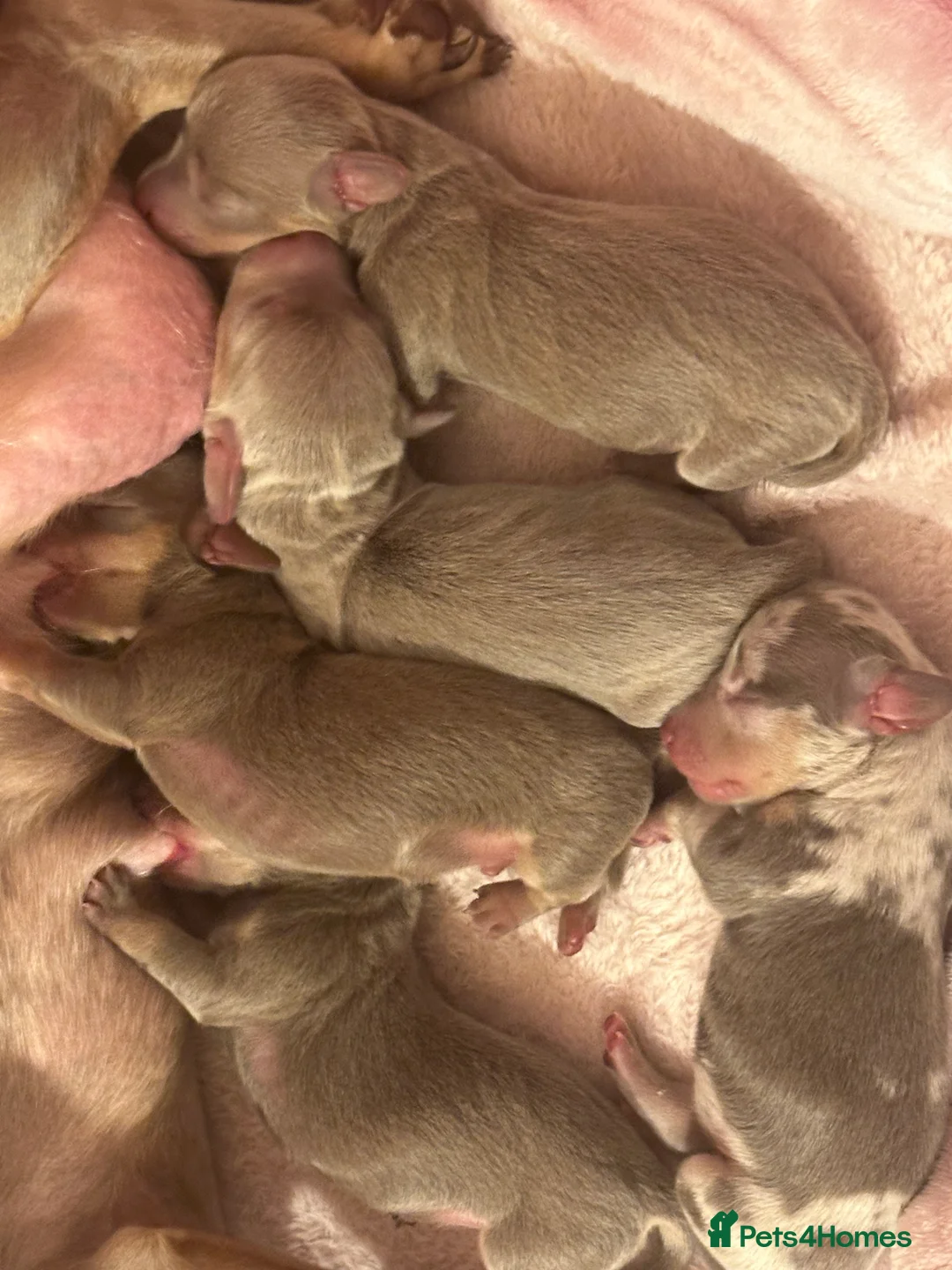 Miniature Dachshund dogs for sale: Kc smooth haired miniature dachshunds - Advert 6