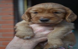 Cocker Spaniel dogs for sale: Cocker Spaniel puppies - Image 3