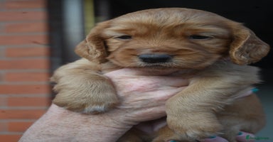 Cocker Spaniel dogs - Advert 4