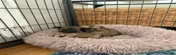 Mixed Breed dogs for sale: Beautiful litter of four happy healthy Pomchis in Banstead - Advert 17