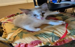Turkish Angora cats for sale: Turkish angora  - Image 19