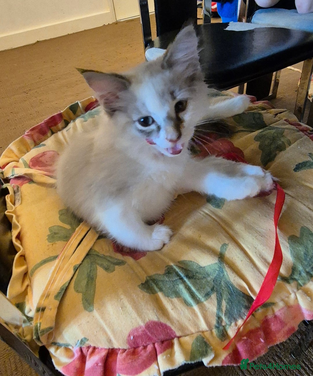 Turkish Angora cats for sale: Turkish angora  - Image 19