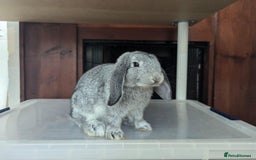 Mini Lop rabbits for sale: Adorable Mini-Lop-Cross - Image 1