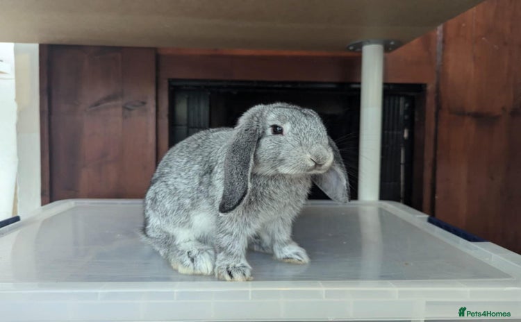 Mini Lop rabbits - Advert 1