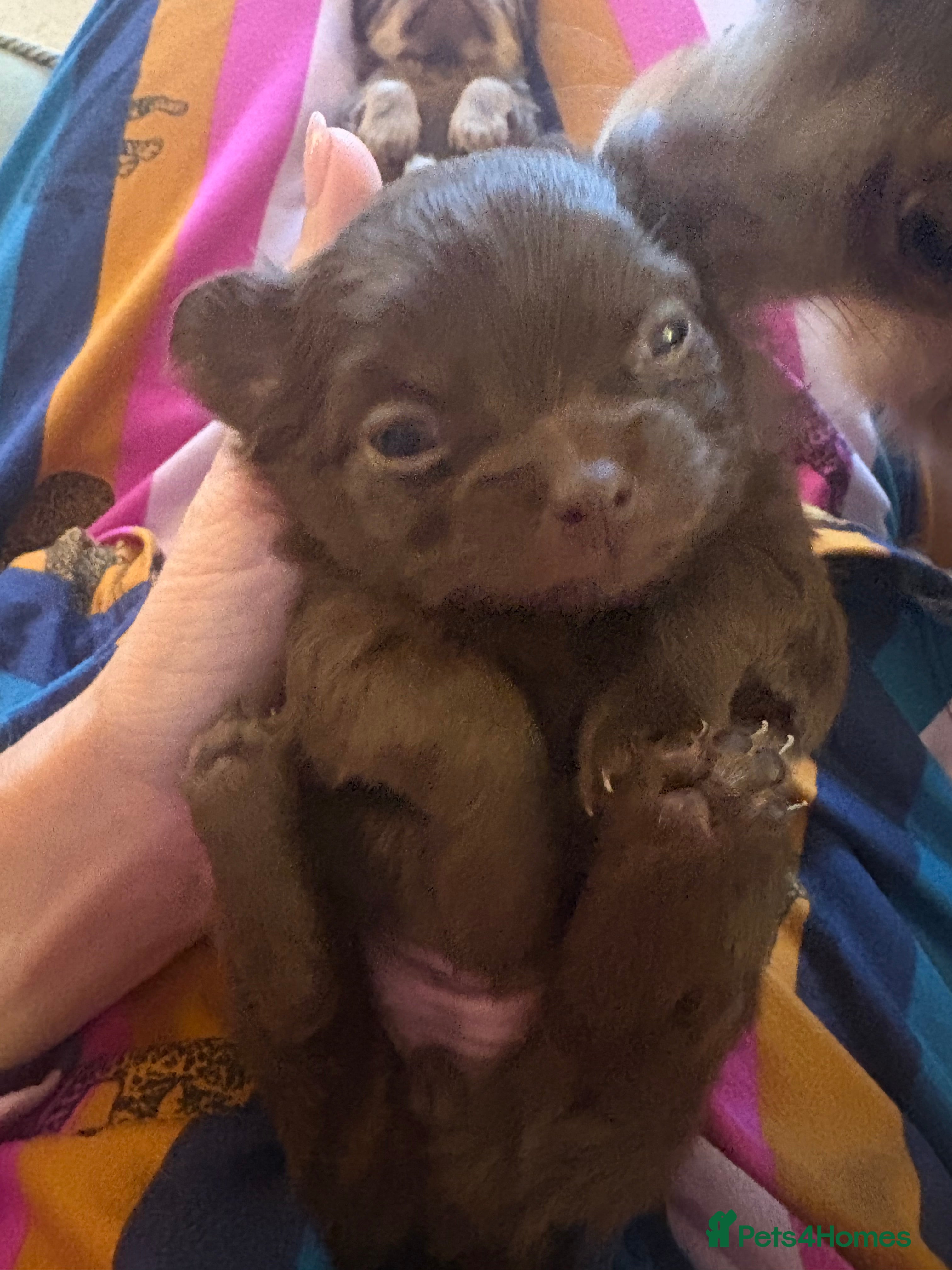 Chihuahua dogs for sale: 💗 One Beautiful Longhaired Chihuahua Puppy Girl  - Advert 1