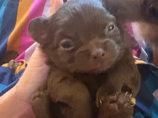 Chihuahua dogs 💗 One Beautiful Longhaired Chihuahua Puppy Girl - Advert 1