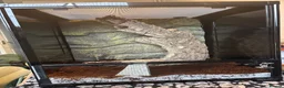 Gecko reptiles for sale: 2 year old Male Crested Gecko with Full Set Up in St. Neots - Advert 6