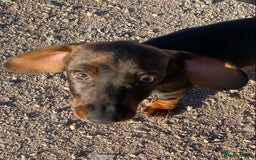 Dachshund dogs for sale: Mini wirehaired dachshund puppys Dad kc registered in Northampton - Image 11