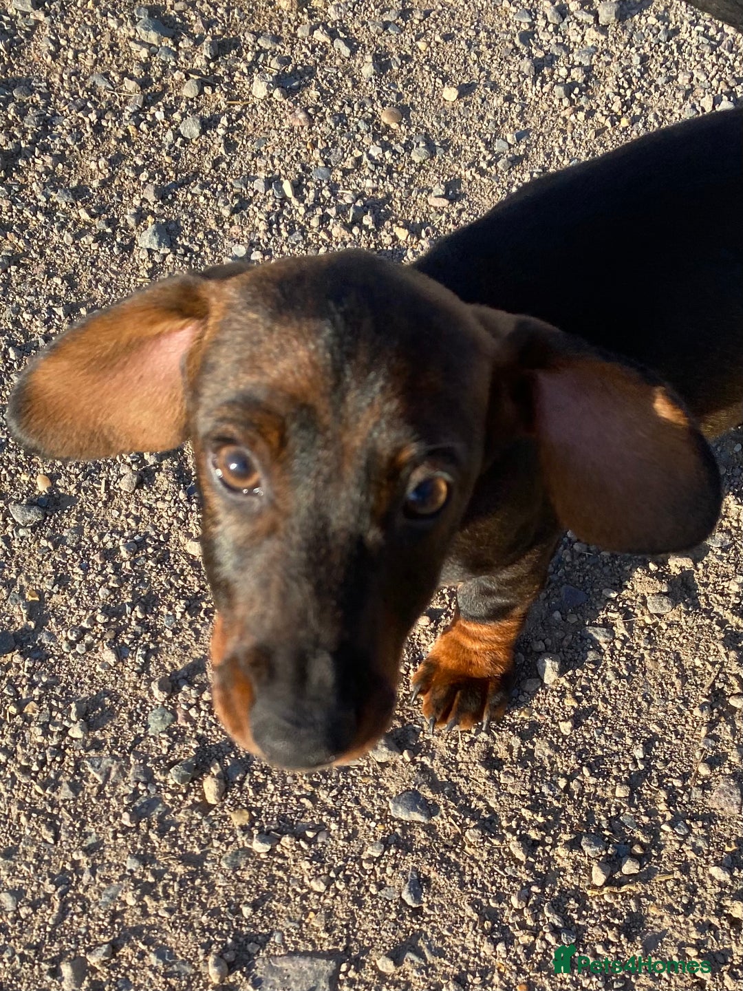 Dachshund dogs for sale: Mini wirehaired dachshund puppys Dad kc registered in Northampton - Image 11