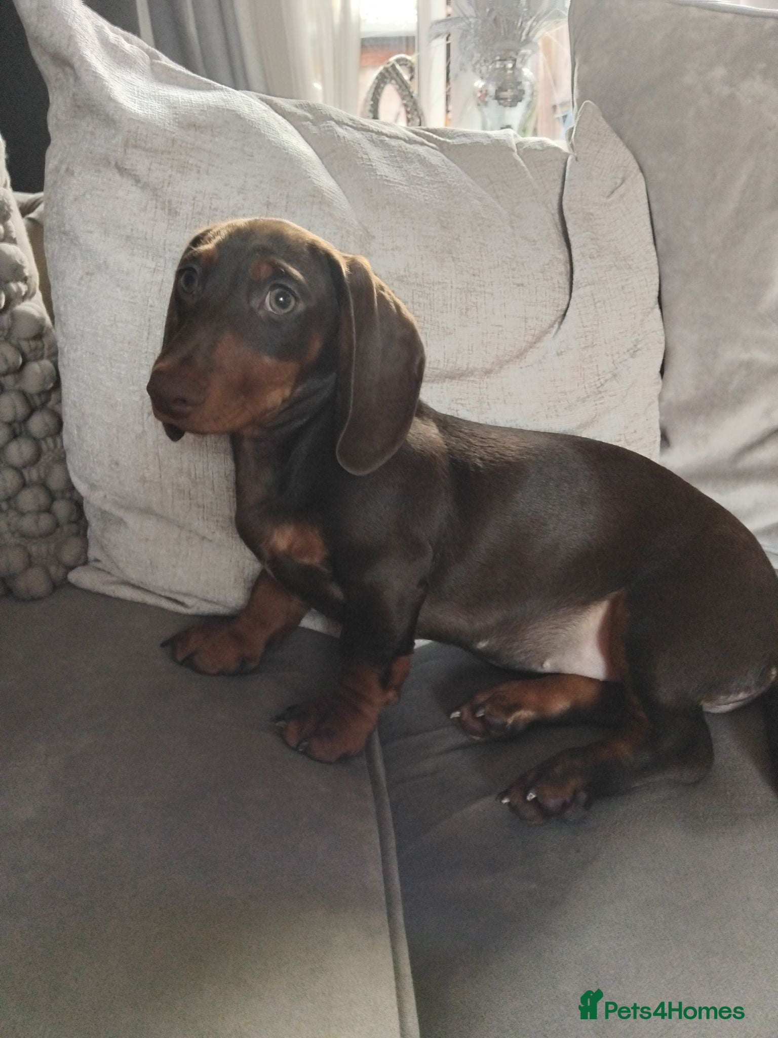 Dachshund dogs Puppies  - Advert 14