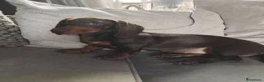 Dachshund Puppy 2