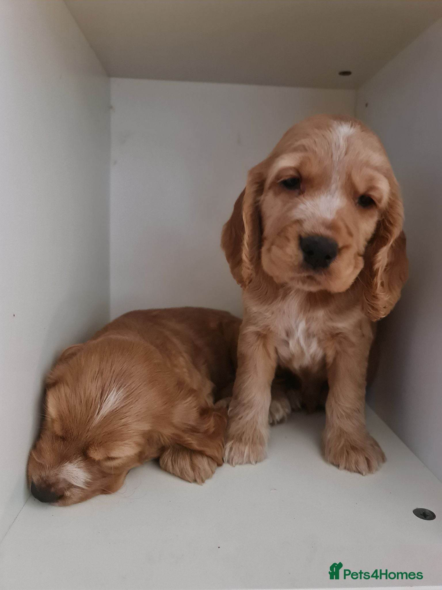 Cocker Spaniel dogs 3 golden Cocker Spaniels  - Advert 9