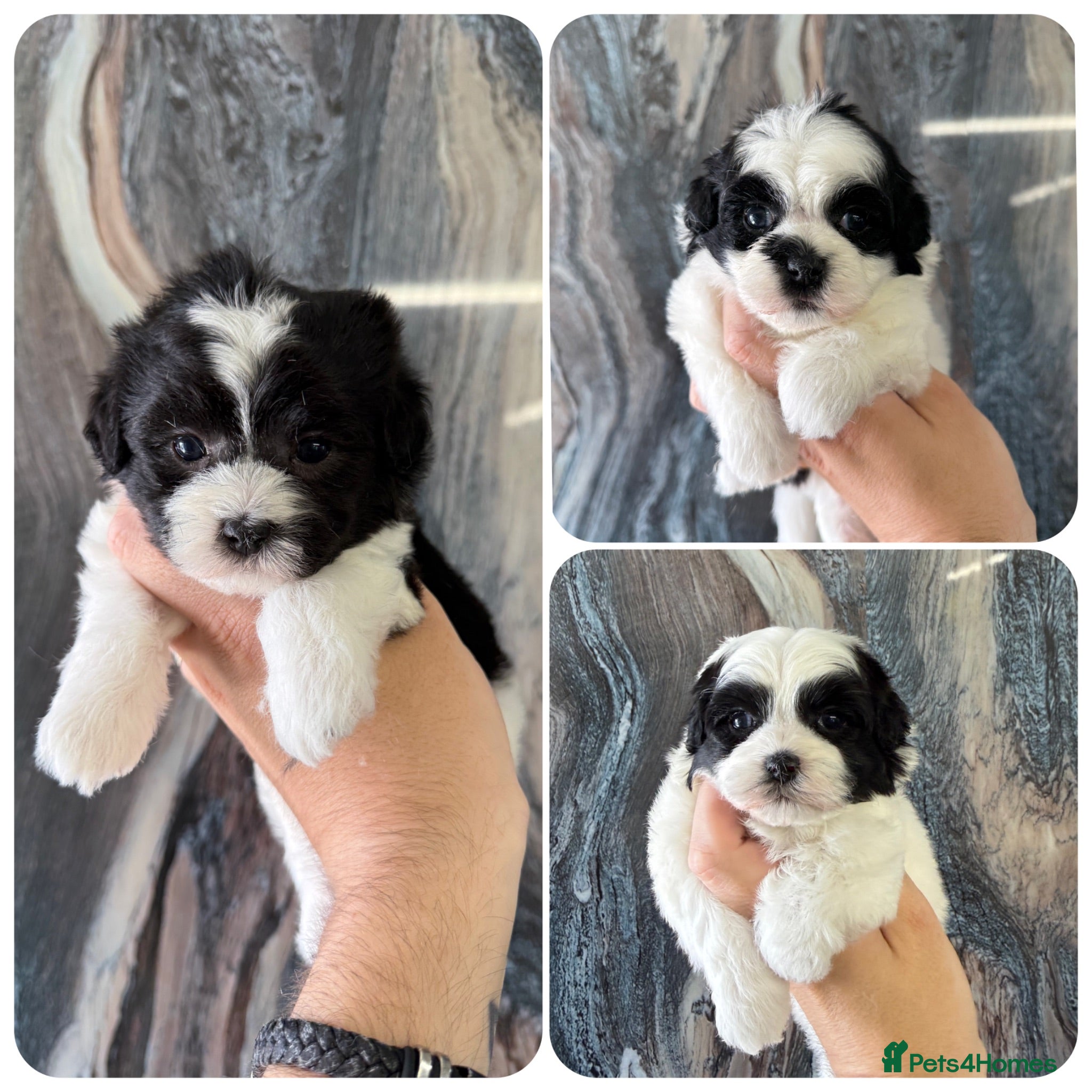 Maltipoo dogs 💎 OUTSTANDING TINY KOREAN MALTIPOOS 💎  - Advert 1