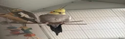 Cockatiels birds for sale: Bonded Pair of Cockatiels – Male & Female in Southall - Advert 3