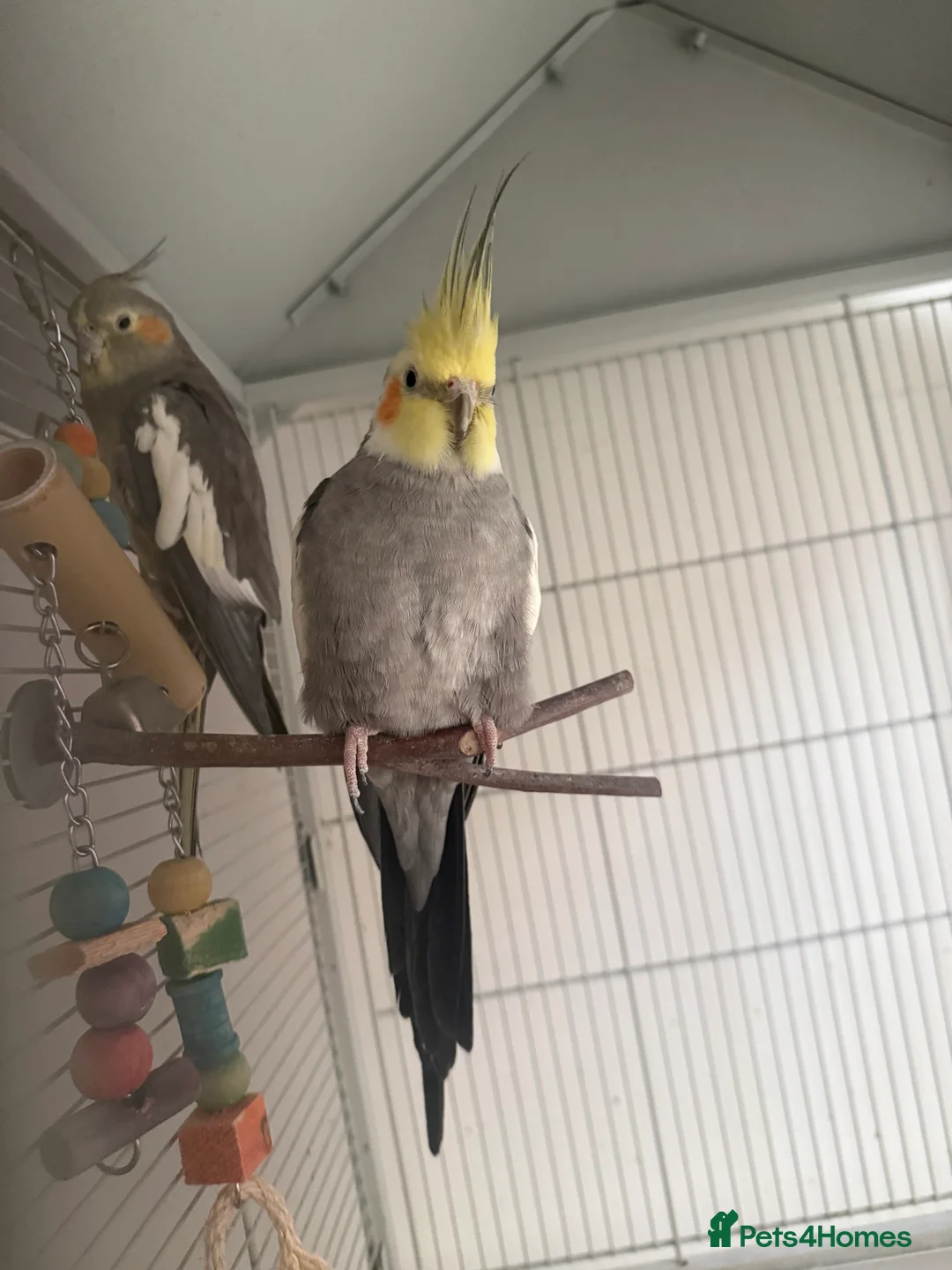 Cockatiels birds for sale: Bonded Pair of Cockatiels – Male & Female in Southall - Advert 3