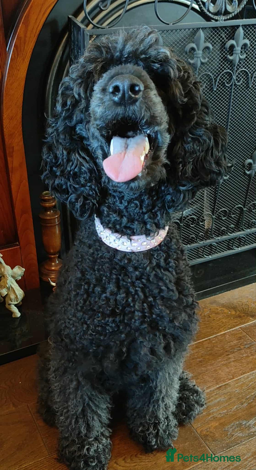 Shihpoo dogs for sale: Standard poodle x shihpoo - Image 7