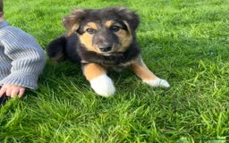 Mixed Breed dogs for sale: Girl TRI- due to unforseen circumstances - Image 1