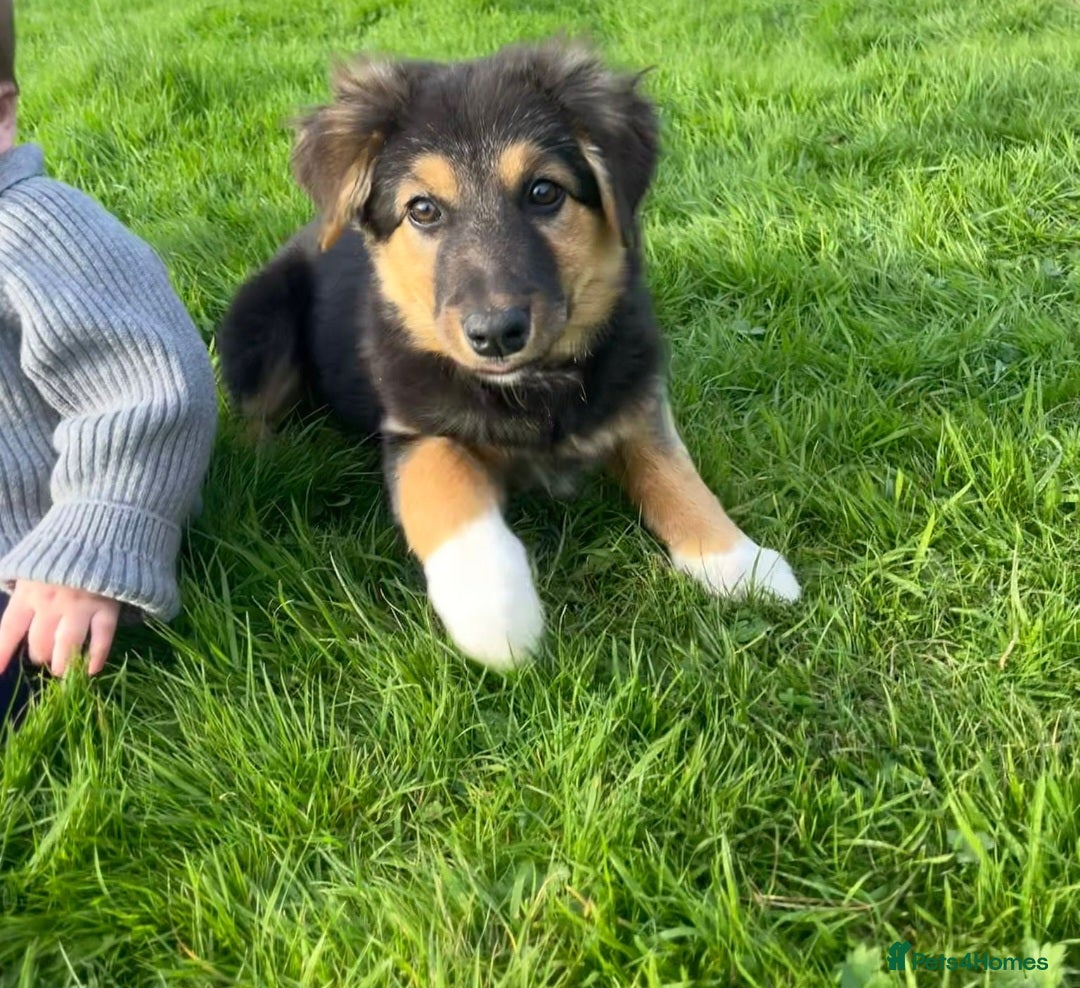 Mixed Breed dogs for sale: Girl TRI- due to unforseen circumstances - Image 1