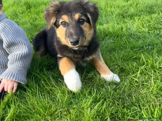 Mixed Breed dogs for sale - Advert 1