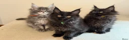 Maine Coon cats for sale: TICCA Registered Mainecoon Kittens  - Advert 10