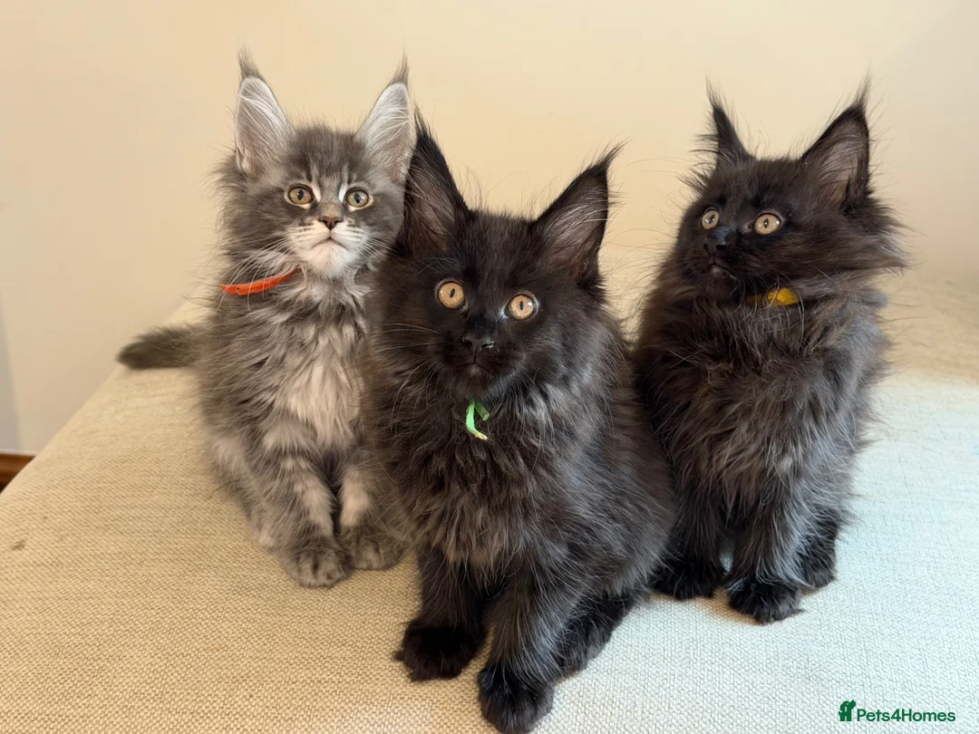 Maine Coon cats for sale: TICCA Registered Mainecoon Kittens  - Advert 10