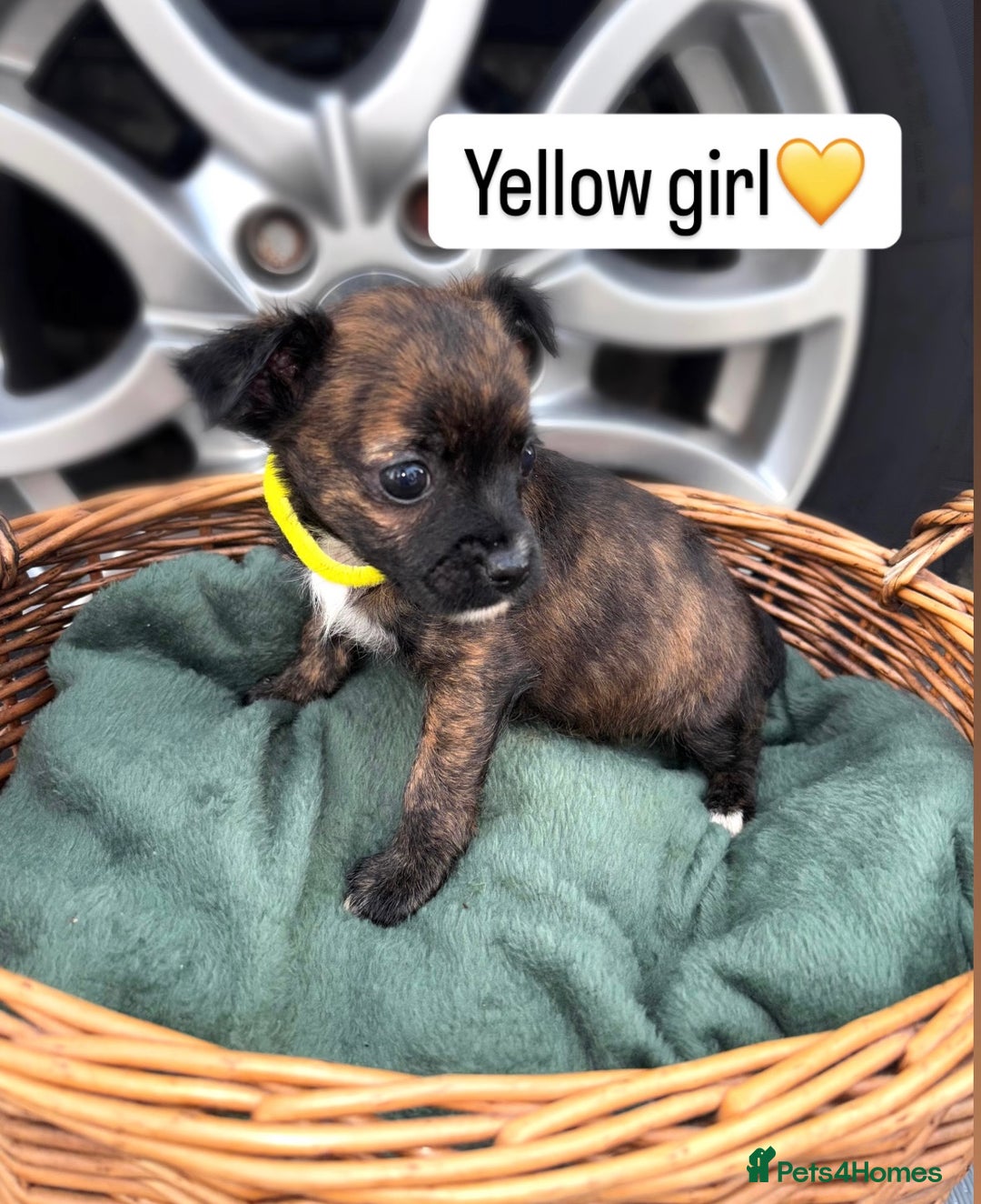 Cairn Terrier dogs for sale: Cairn terrier puppies  - Image 2