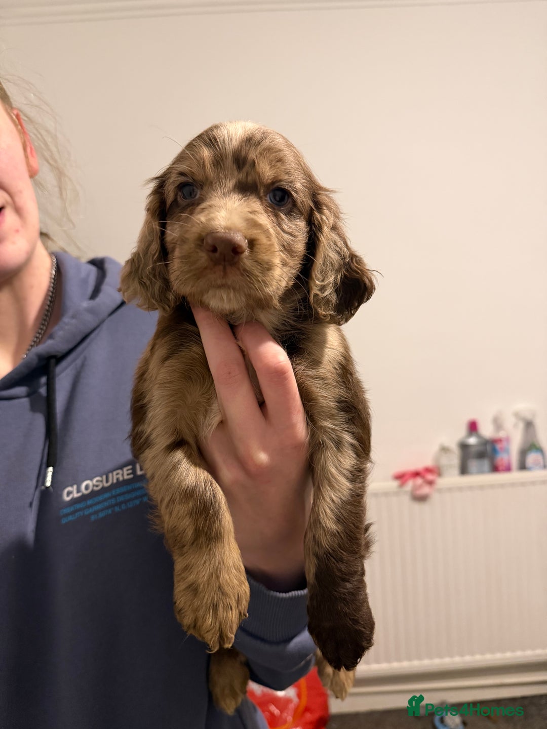 Cocker Spaniel dogs for sale: FEMALE CHOC WORKING COCKER LEFT! - Advert 26